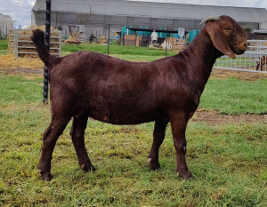 1X KALAHARI RED FLOCK DOE ANTOINETTE DRY