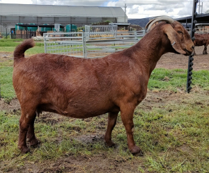 1X KALAHARI RED PREGNANT STUD DOE ANTOINETTE DRY