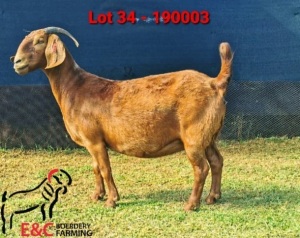 1X KALAHARI RED PREGNANT STUD DOE E&C BOERDERY