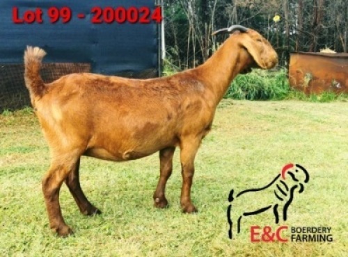 1X KALAHARI RED PREGNANT FLOCKDOE E&C BOERDERY