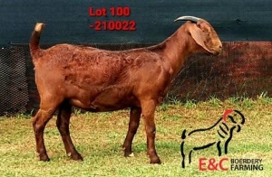 1X KALAHARI RED PREGNANT FLOCK DOE E&C BOERDERY