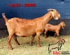 1+1X KALAHARI RED FLOCK DOE E&C BOERDERY