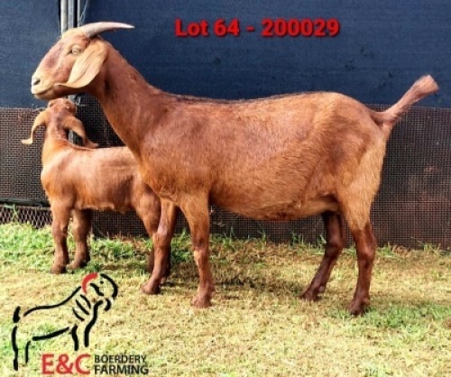 1+1X KALAHARI RED FLOCK DOE E&C BOERDERY