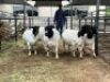 5X DORPER OOI AFRICAN ARROW SAFARIS (Pay per piece to take all)