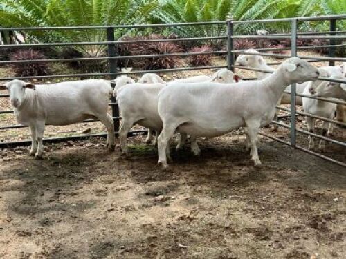 5X WIT DORPER OOI AFRICAN ARROW SAFARIS (Pay per piece to take all)