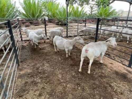 6X WIT DORPER OOI AFRICAN ARROW SAFARIS (Pay per piece to take all)
