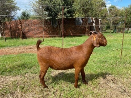 WITHDRAWN - 1X KALAHARI RED DOE JUACACIA BOERDERY