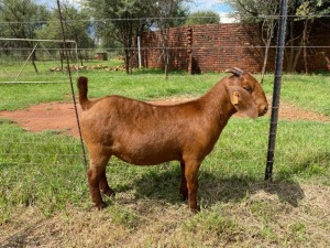 WITHDRAWN - 1X KALAHARI RED DOE JUACACIA BOERDERY