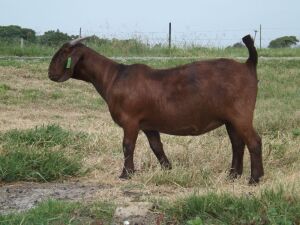 1X KALAHARI RED FLOCK DOE NICMAR LANDGOED