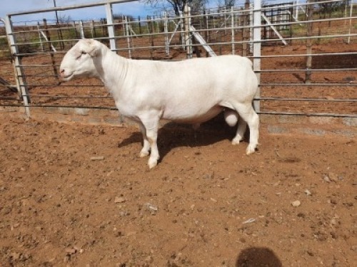 1X WHITE DORPER STUD RAM CJ COETZEE BOERDERY