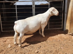 1X WHITE DORPER T5 RAM CJ COETZEE BOERDERY