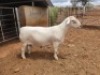 1X WHITE DORPER STUD RAM CJ COETZEE BOERDERY