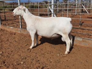 1X WHITE DORPER T5 RAM CJ COETZEE BOERDERY