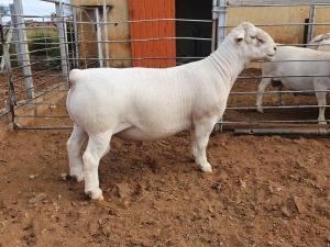 1X WHITE DORPER T5 RAM CJ COETZEE BOERDERY