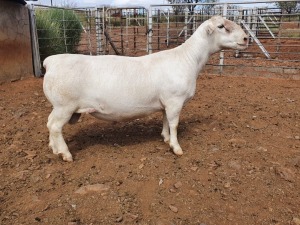 1X WHITE DORPER STUD RAM CJ COETZEE BOERDERY