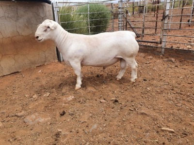 1X WHITE DORPER T5 RAM CJ COETZEE BOERDERY