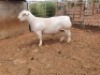 1X WHITE DORPER T5 RAM CJ COETZEE BOERDERY