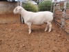 1X WHITE DORPER STOET RAM CJ COETZEE BOERDERY