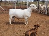 1X WHITE DORPER T5 RAM CJ COETZEE BOERDERY