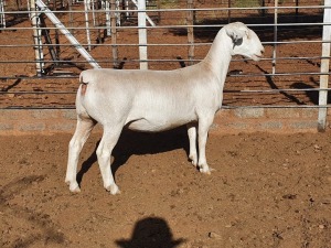 1X WHITE DORPER T5 OOI/EWE CJ COETZEE BOERDERY