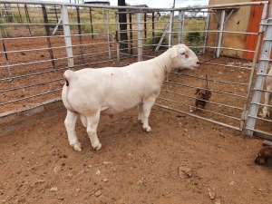 1X WHITE DORPER FLOCK RAM CJ COETZEE BOERDERY