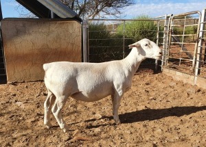 1X WHITE DORPER T5 OOI/EWE CJ COETZEE BOERDERY