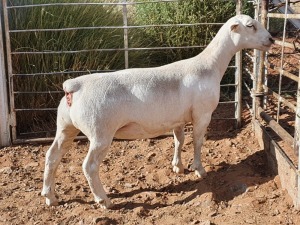 1X WHITE DORPER T5 OOI/EWE CJ COETZEE BOERDERY