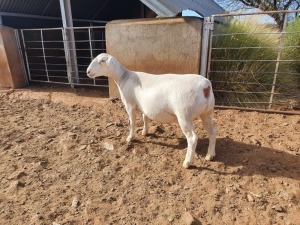 1X WHITE DORPER T5 OOI/EWE CJ COETZEE BOERDERY