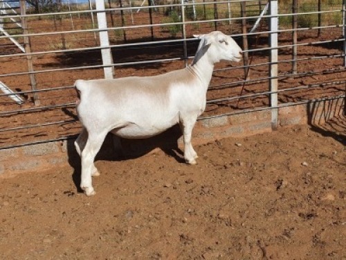 1X WHITE DORPER T5 OOI/EWE CJ COETZEE BOERDERY