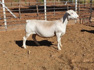 1X WHITE DORPER T5 OOI/EWE CJ COETZEE BOERDERY