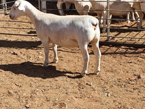 1X WHITE DORPER T5 OOI/EWE CJ COETZEE BOERDERY