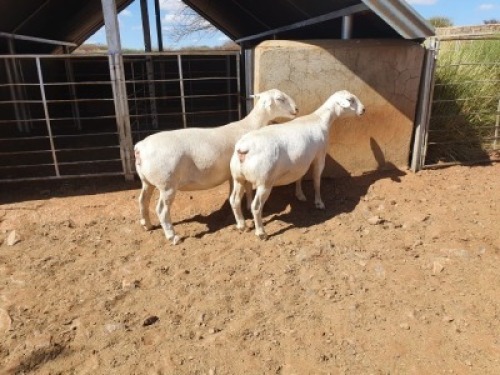 2X WHITE DORPER T5 OOI/EWE CJ COETZEE BOERDERY (Pay per piece to take the lot)