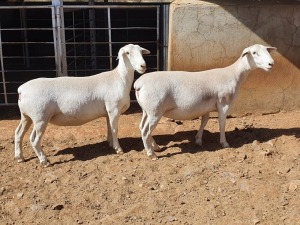 2X WHITE DORPER T5 OOI/EWE CJ COETZEE BOERDERY (Pay per piece to take the lot)