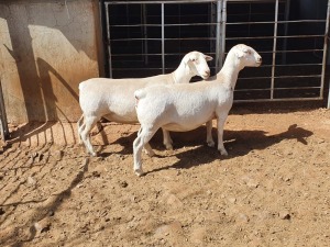 2X WHITE DORPER T5 OOI/EWE CJ COETZEE BOERDERY (Pay per piece to take the lot)