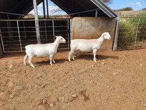 2X WHITE DORPER T5 OOI/EWE CJ COETZEE BOERDERY (Pay per piece to take the lot)