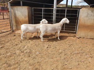 2X WHITE DORPER STUD OOI/EWE CJ COETZEE BOERDERY (Pay per piece to take the lot)