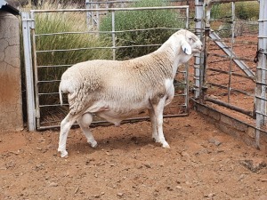 1X VAN ROOY RAM CJ COETZEE BOERDERY