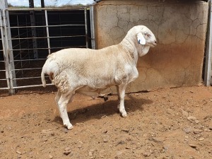 1X VAN ROOY RAM CJ COETZEE BOERDERY