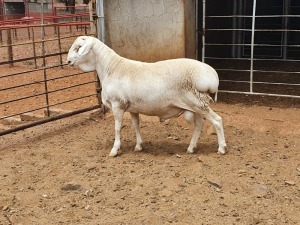 1X VAN ROOY RAM CJ COETZEE BOERDERY