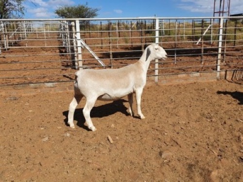 1X WHITE DORPER T5 OOI/EWE CJ COETZEE BOERDERY