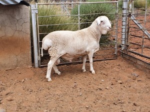 1X VAN ROOY RAM CJ COETZEE BOERDERY