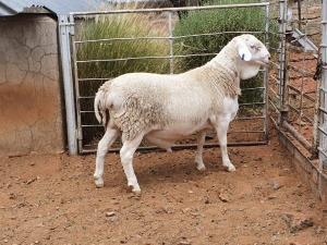 1X VAN ROOY RAM CJ COETZEE BOERDERY