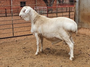 1X VAN ROOY RAM CJ COETZEE BOERDERY