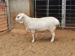 1X VAN ROOY RAM CJ COETZEE BOERDERY