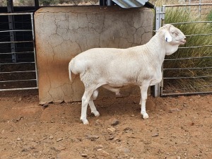 1X VAN ROOY RAM CJ COETZEE BOERDERY