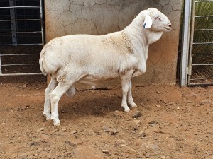 1X VAN ROOY RAM CJ COETZEE BOERDERY