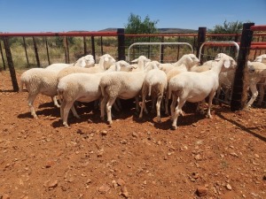 10X VAN ROOY OOI/EWE CJ COETZEE BOERDERY (Pay per piece to take the lot)