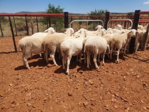 10X VAN ROOY OOI/EWE CJ COETZEE BOERDERY (Pay per piece to take the lot)