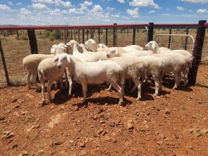 10X VAN ROOY OOI/EWE CJ COETZEE BOERDERY (Pay per piece to take the lot)