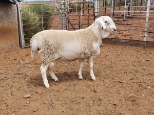 1X VAN ROOY RAM CJ COETZEE BOERDERY